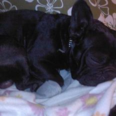 Fransk bulldog Dante Sfora Gregore AKA M