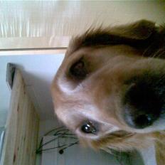 Golden retriever Sissi Aflivet :( 