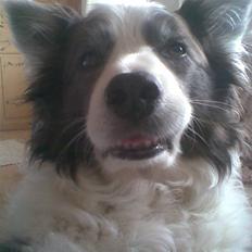 Border collie Stormy/Fifi