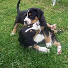 Grosser schweizer sennenhund Vilja