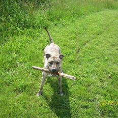 Amerikansk staffordshire terrier Issa