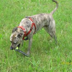 Amerikansk staffordshire terrier Issa