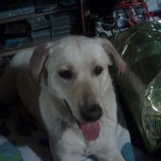 Labrador retriever Angel R.i.p 14 jan