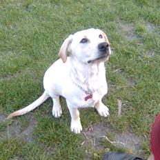 Labrador retriever Angel R.i.p 14 jan