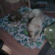 Labrador retriever Angel R.i.p 14 jan