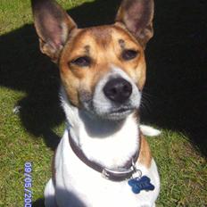 Glathåret foxterrier kvik