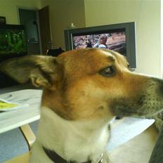 Glathåret foxterrier kvik