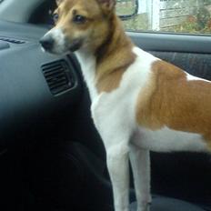 Glathåret foxterrier kvik