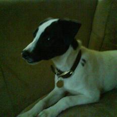 Blanding af racer futte