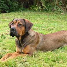 Blanding af racer didi