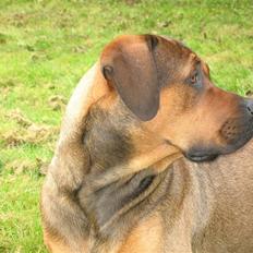 Blanding af racer didi