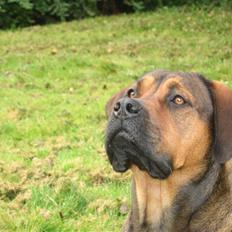 Blanding af racer didi