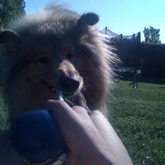 Collie langhåret Simba