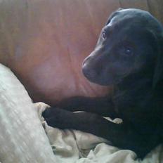 Labrador retriever zenta