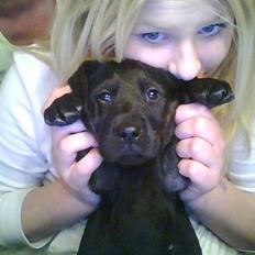 Labrador retriever zenta