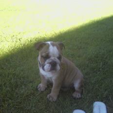 Engelsk bulldog coco