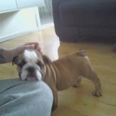 Engelsk bulldog coco