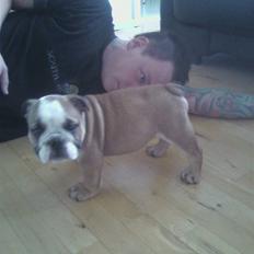 Engelsk bulldog coco