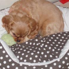 Cavalier king charles spaniel Centa 