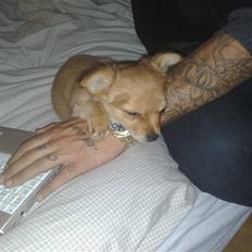 Chihuahua Møffe Lilo Muz