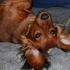 Dværggravhund Mille