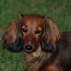 Dværggravhund Mille