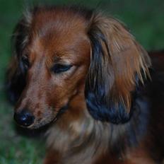 Dværggravhund Mille