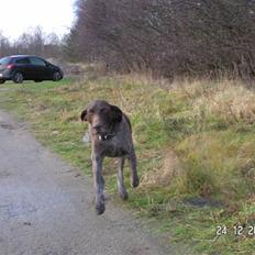 Korthåret hønsehund bonni *rip*