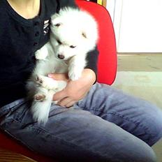 Japansk spids Smiley