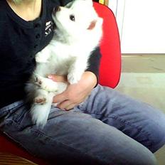 Japansk spids Smiley