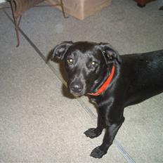 Blanding af racer Sussi