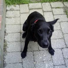 Blanding af racer Sussi