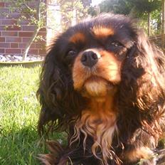 Cavalier king charles spaniel Floh <3