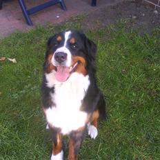 Berner sennenhund Emy <3