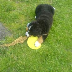 Berner sennenhund Emy <3