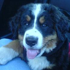 Berner sennenhund Emy <3
