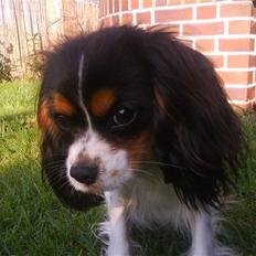Cavalier king charles spaniel Lady <3