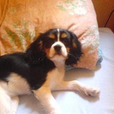 Cavalier king charles spaniel Lady <3