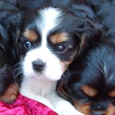 Cavalier king charles spaniel Lady <3