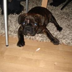 Fransk bulldog Rocky