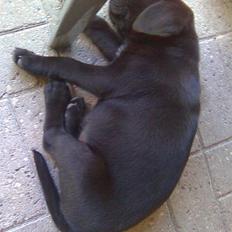 Labrador retriever Bølle