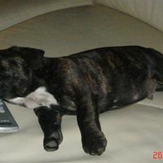 Fransk bulldog Rocky