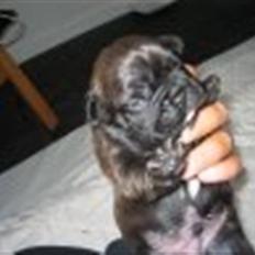 Fransk bulldog Rocky