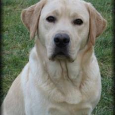 Labrador retriever Guinnes
