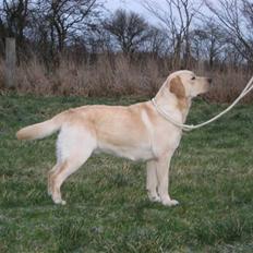 Labrador retriever Guinnes