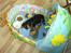 Cavalier king charles spaniel AAdalen´s Hugo - Lige flytte hjem til min mor og far, dejlig at få sin egen seng . Der kan både være vand og mad.