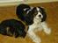 Cavalier king charles spaniel AAdalen´s Hugo - Hviler sammen med Emil