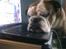 Engelsk bulldog Mojo  * R.I.P. * :´( 