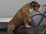 Engelsk bulldog Mojo  * R.I.P. * :´( 