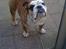 Engelsk bulldog Mojo  * R.I.P. * :´( 